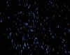 bluebits.jpg (37125 bytes)